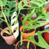Monstera Adansonii - Imagen 2