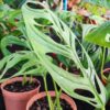 Monstera Adansonii