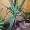 Yucca XL - Imagen 3