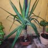 Yucca XL - Imagen 2
