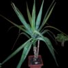 Yucca XL